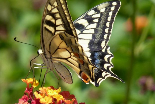 Photo: wikimedia.org