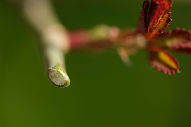 Photo: FennelandFern@Flickr