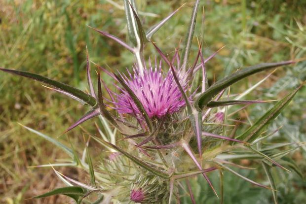 photo: Άντυ Παξινός