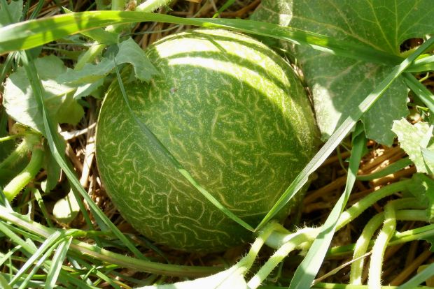 photo: Άντυ Παξινός