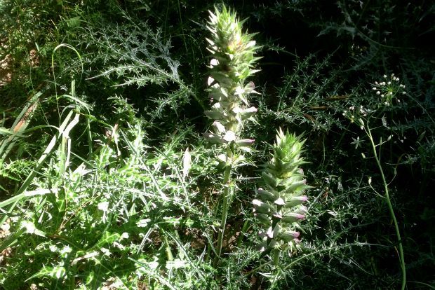 Acanthus spinosum
