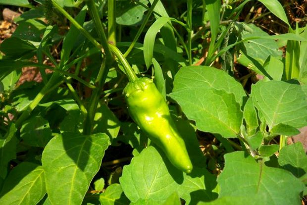 photo: Άντυ Παξινός