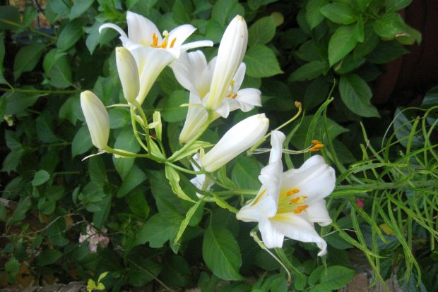 Lilium 'Regale'