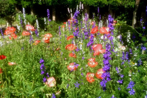 Παπαρούνες και Δελφίνια