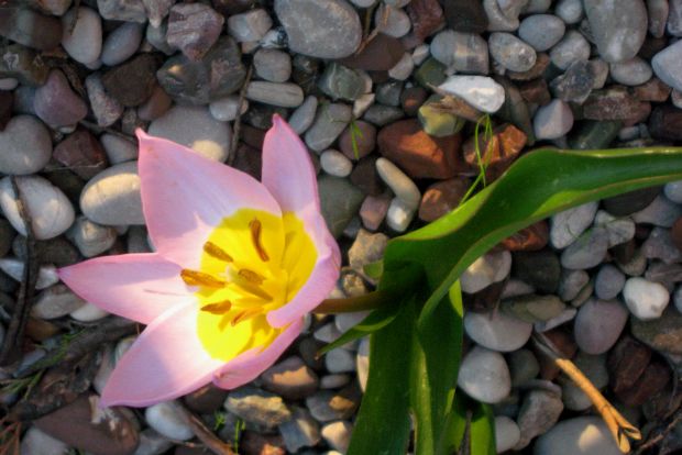 Tulipa saxatilis bakeri