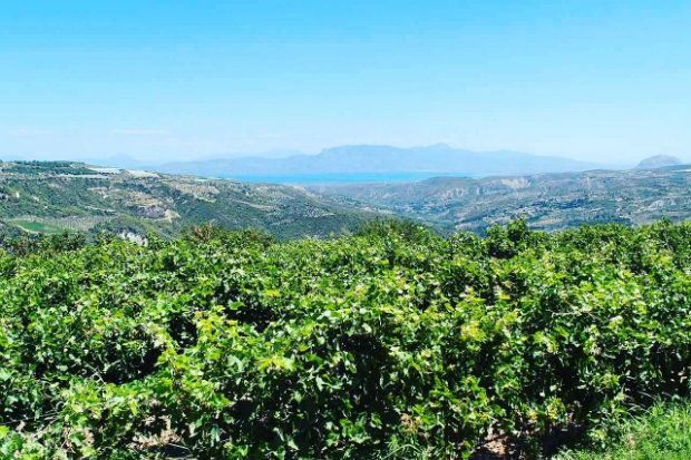 Η Thea Mantineia είναι το νέο εκλεκτό κρασί του Λεωνίδα Νασιάκου που θα κυκλοφορήσει το φθινόπωρο, photo: Κική Τριανταφύλλη