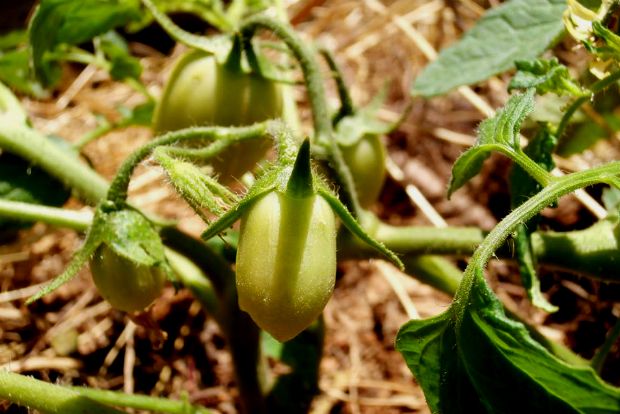 photo: Άντυ Παξινός