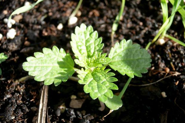 photo: Άντυ Παξινός