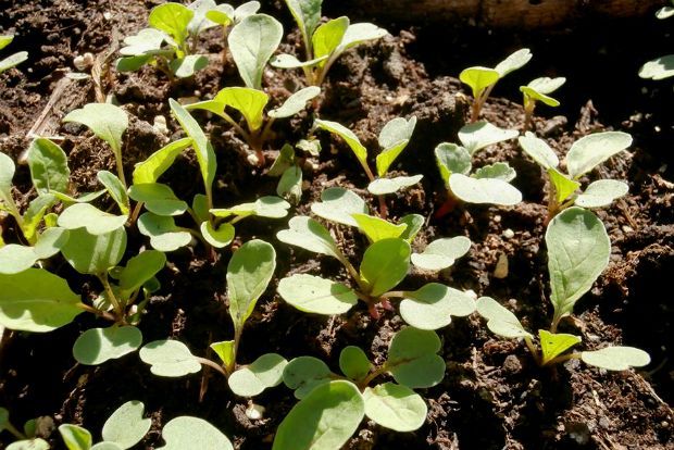 photo: Άντυ Παξινός