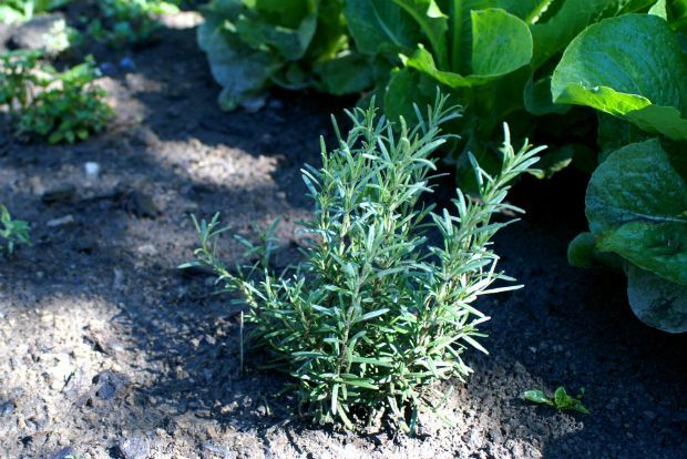 Πολύγαλα, melissa-gale@Flickr