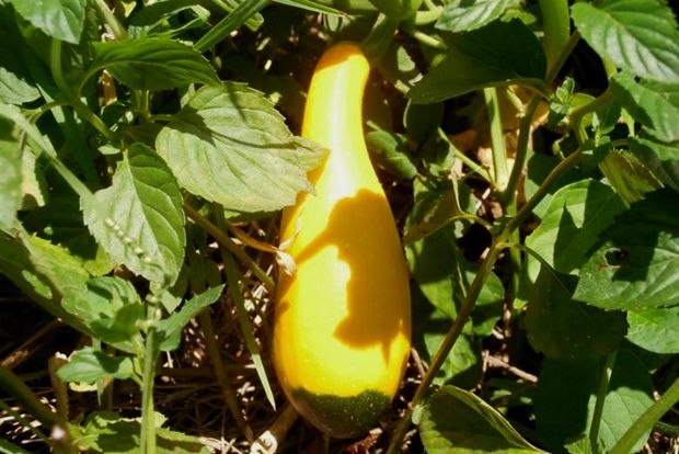 photo: Άντυ Παξινός