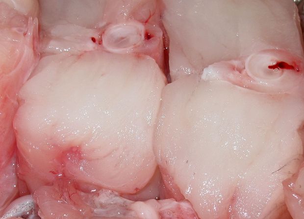 photo: Νίκος Μορόπουλος