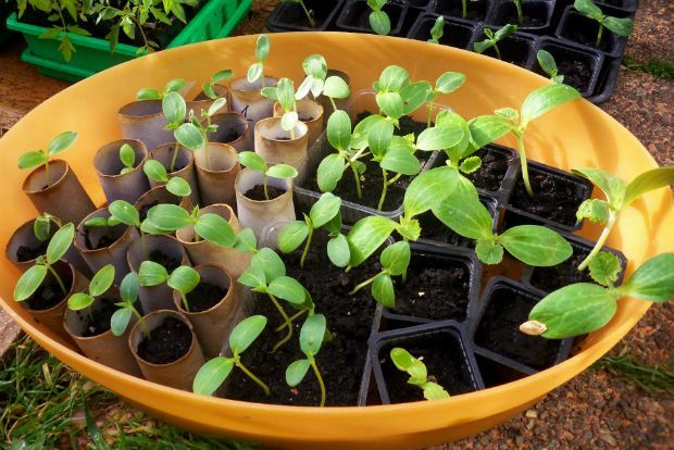 Photo: serenityvalleyfarm.blogspot.gr