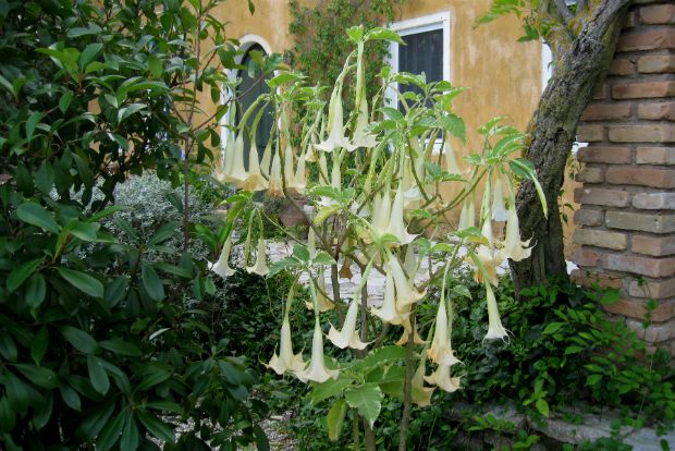 Brugmansia