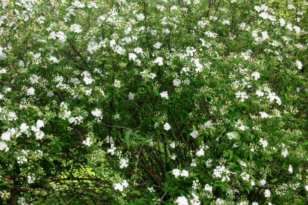 Spirea