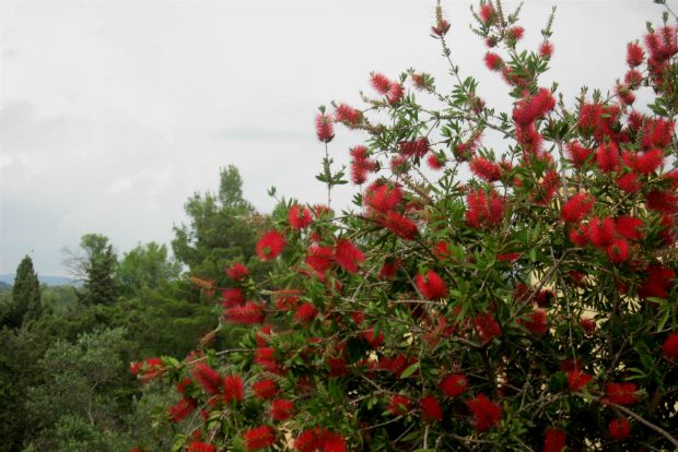 Καλλιστήμονας