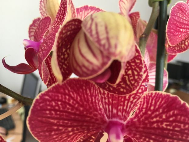 photo: Στέλλα Αλαφούζου