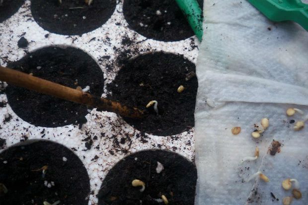 photo: Άντυ Παξινός