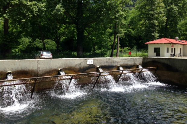 Θανάσης Μπακατσιάς, πεστροφοκαλλιεργητής / φωτό: Κική Τριανταφύλλη