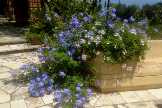 Πλουμπάγκο και γεράνια