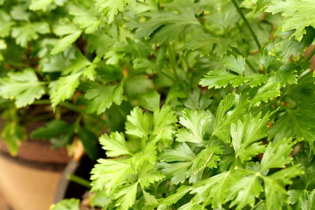 Photo: καλαμπόκια που αναπτύσσονται σε κεσεδάκια / uwharriefarm.typepad.com