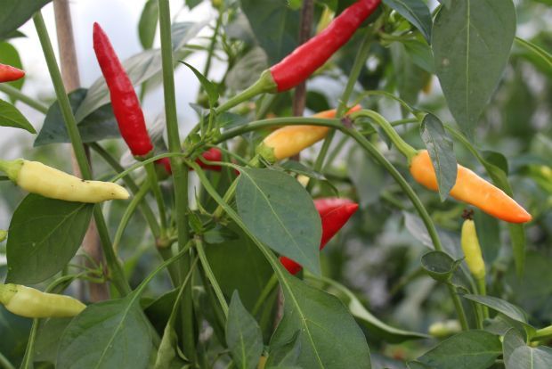 Πιπεριές, gardenofyvonne.wordpress.com