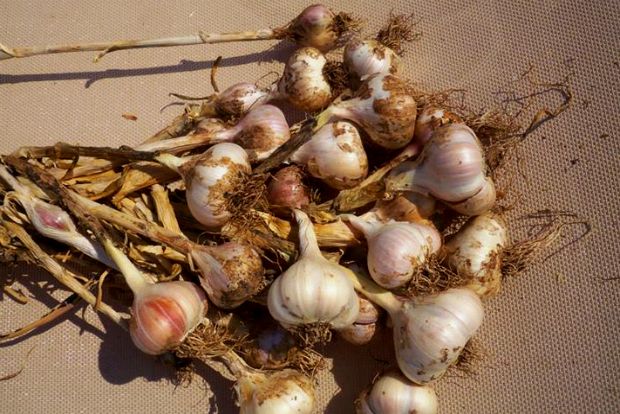 photo: Άντυ Παξινός