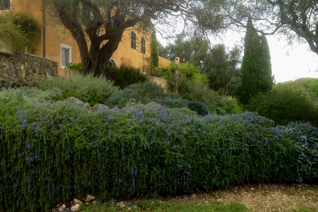 Δεντρολίβανο