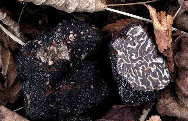 Tuber Melanosporum, truffle-and-truffe.com