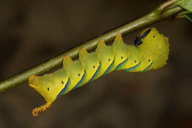 Photo: luigistrano@Flickr