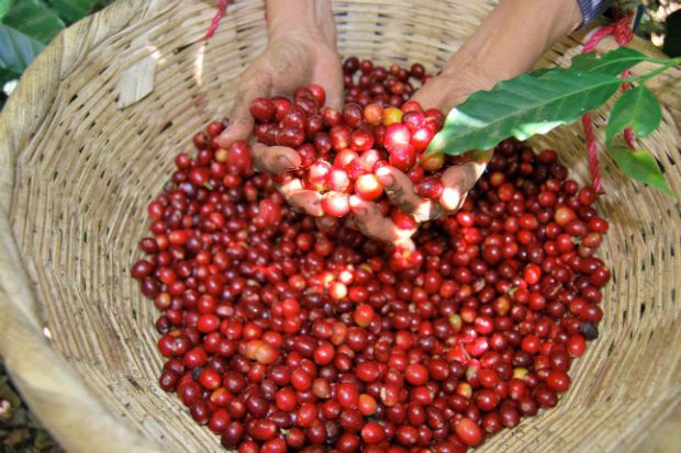 Με συνεργάτη του σε φάρμα καφέ στην Κόστα Ρίκα