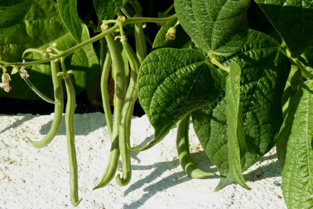 madaboutgardening.com