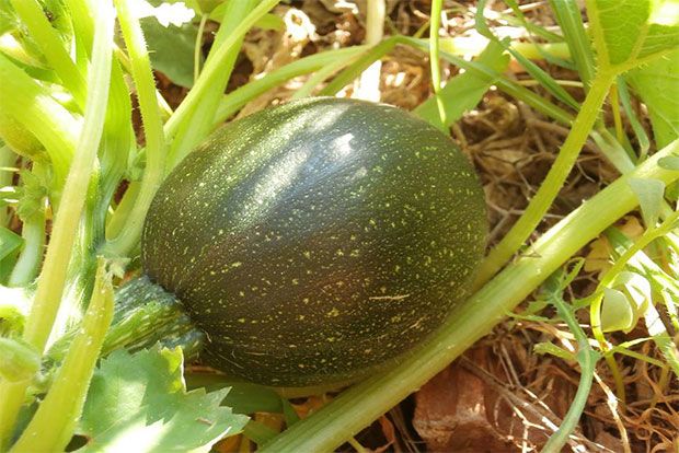 Photo: Παξινός Άντυ