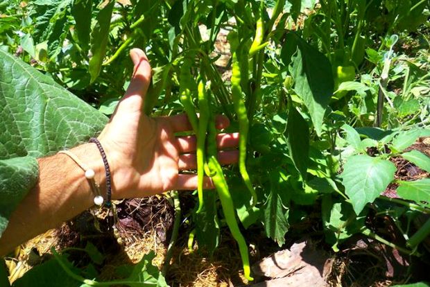 photo: Άντυ Παξινός