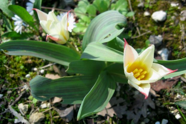 Tulipa turkestanica