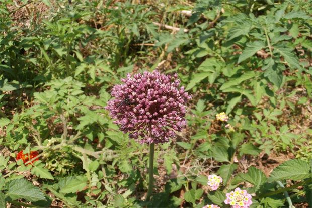 Photo: Αντυ Παξινός