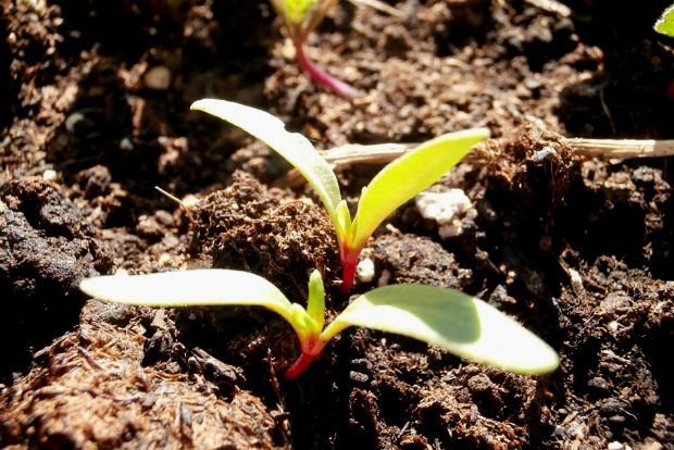 photo: Άντυ Παξινός