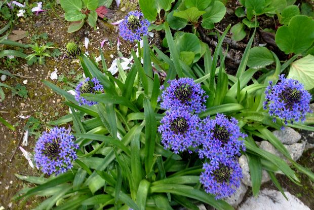 Scilla peruviana