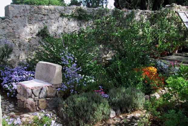 Chrysanthemums and Asters