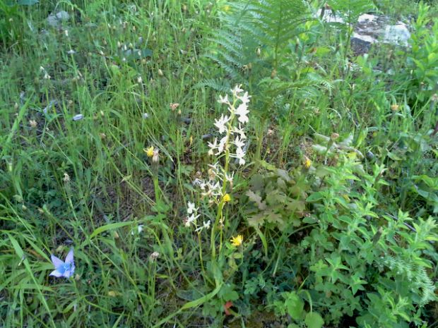 Limodorum abortivum, photo: Φιλάρετος Ψημμένος