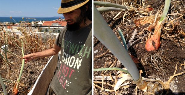 Στην αυλή του Άντυ δροσιστήκαμε με παγωμένο νερό από βότανα και κεράσια του Παναγιώτη Μανίκη από την Έδεσσα / φωτό: Κική Τριανταφύλλη