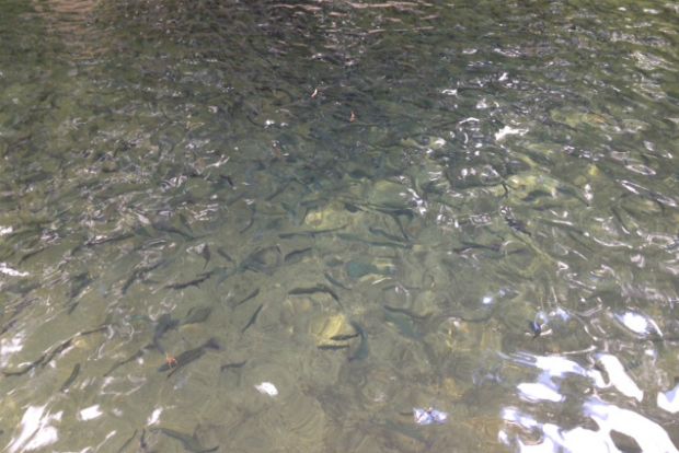 Ιχθυοτροφείο Fresko στον Γαύρο Ευρυτανίας / φωτό: Κική Τριανταφύλλη