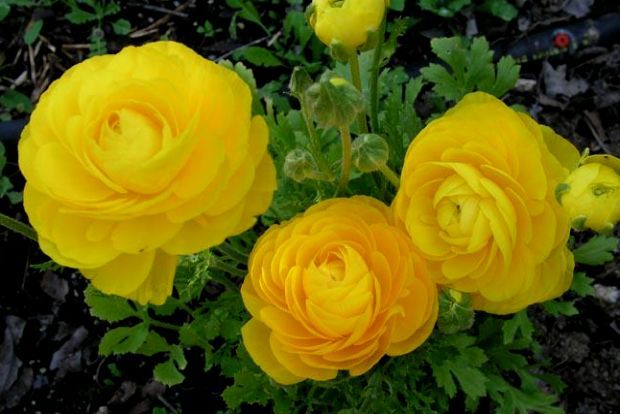 photo: Άντυ Παξινός