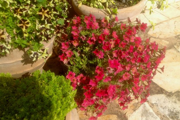 Υπέροχη πετούνια