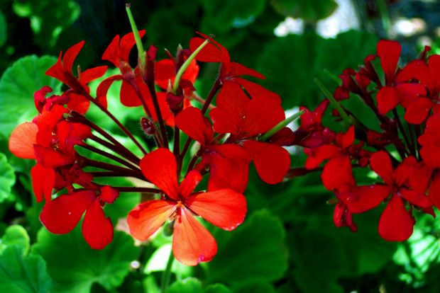 Photo: couponclippingcook.com