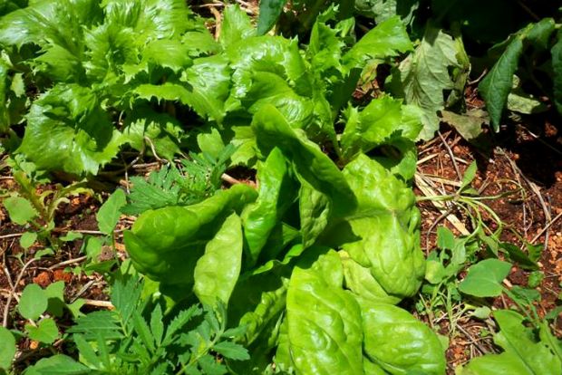 photo: Άντυ Παξινός