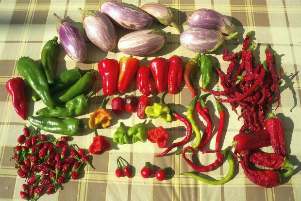 photo: Άντυ Παξινός