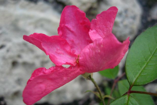 Chinensis mutabilis