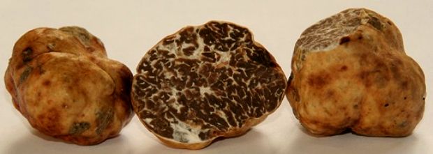 Tuber Brumale, trufamania.com