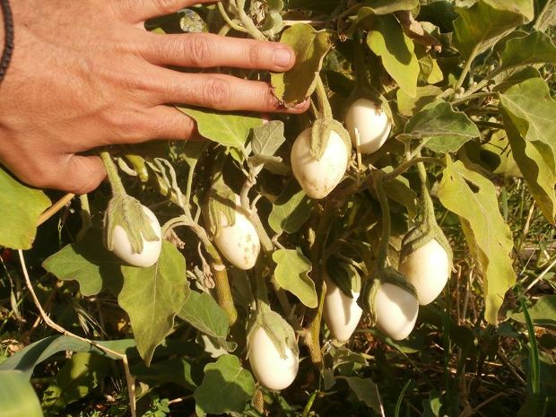 photo: Άντυ Παξινός